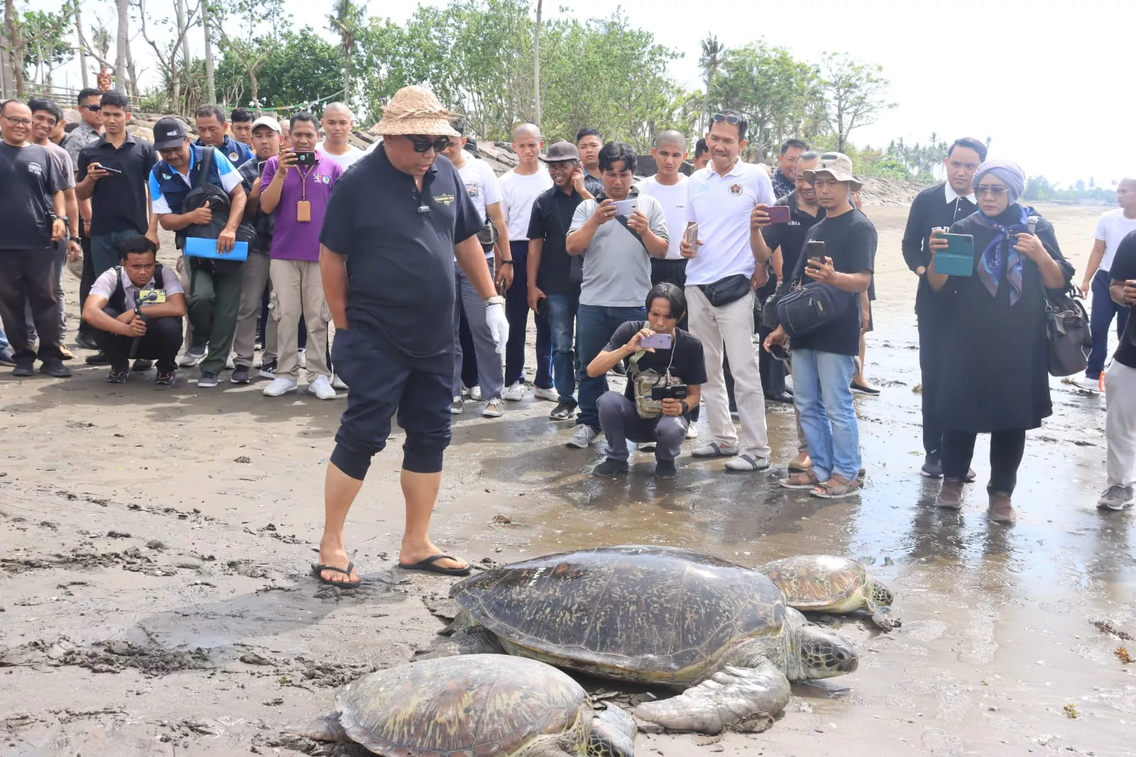 Belasan Penyu Hijau Dilepas Liarkan, Bupati Tamba Ajak Lindungi Satwa Langka