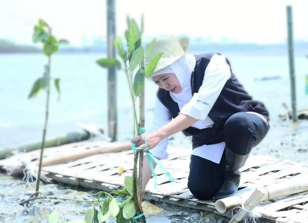 Khofifah Tanam 10.000 Mangrove pada Gelaran Festival Mangrove Jatim ke V