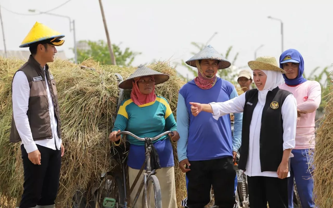 Khofifah Indar Parawansa Panen Raya di Desa Karangtinoto, Tuban
