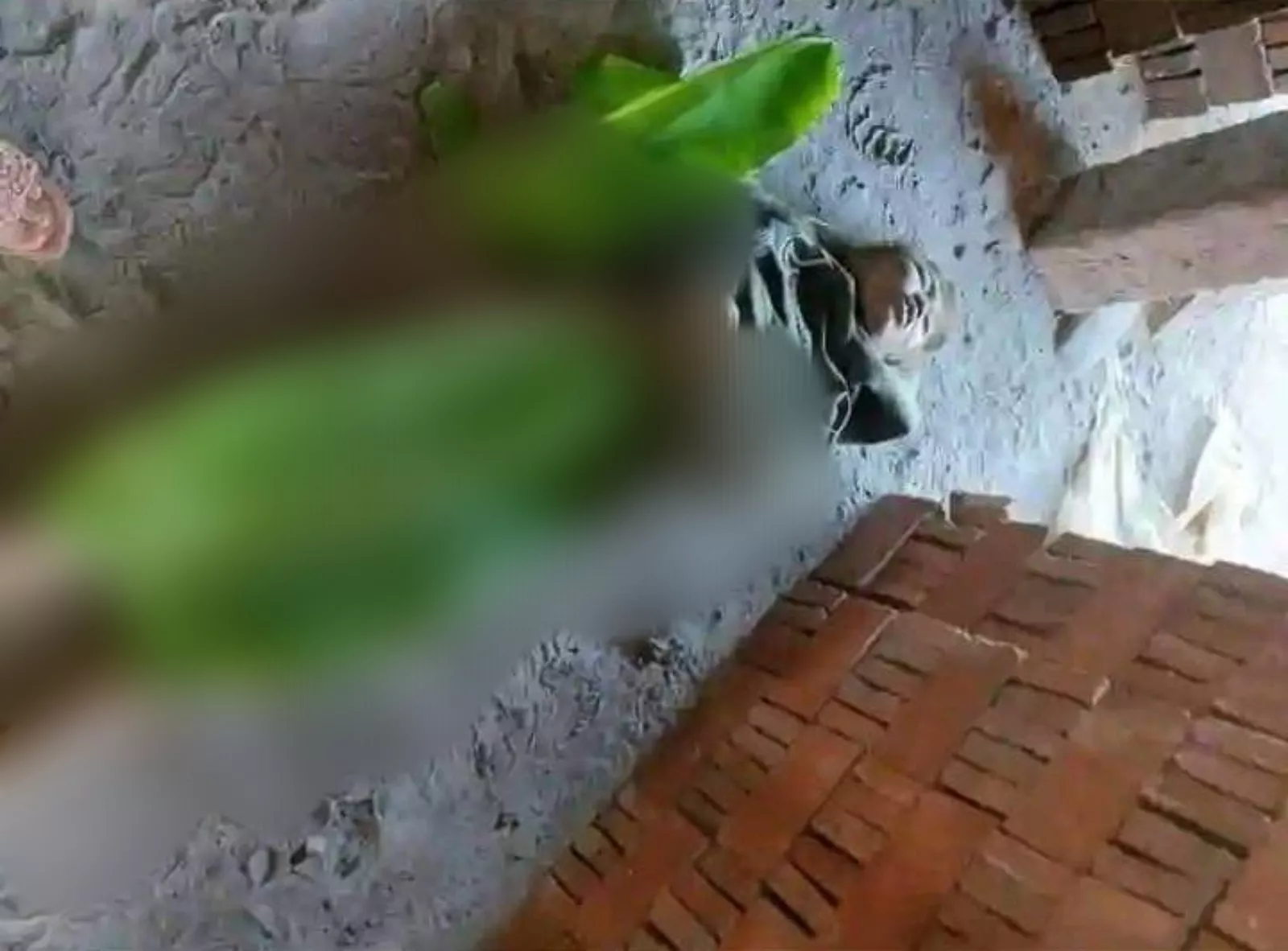 Penemuan Mayat 25 Tahun di Lokasi Produksi Batu-bata Banyumas Tanpa Busana