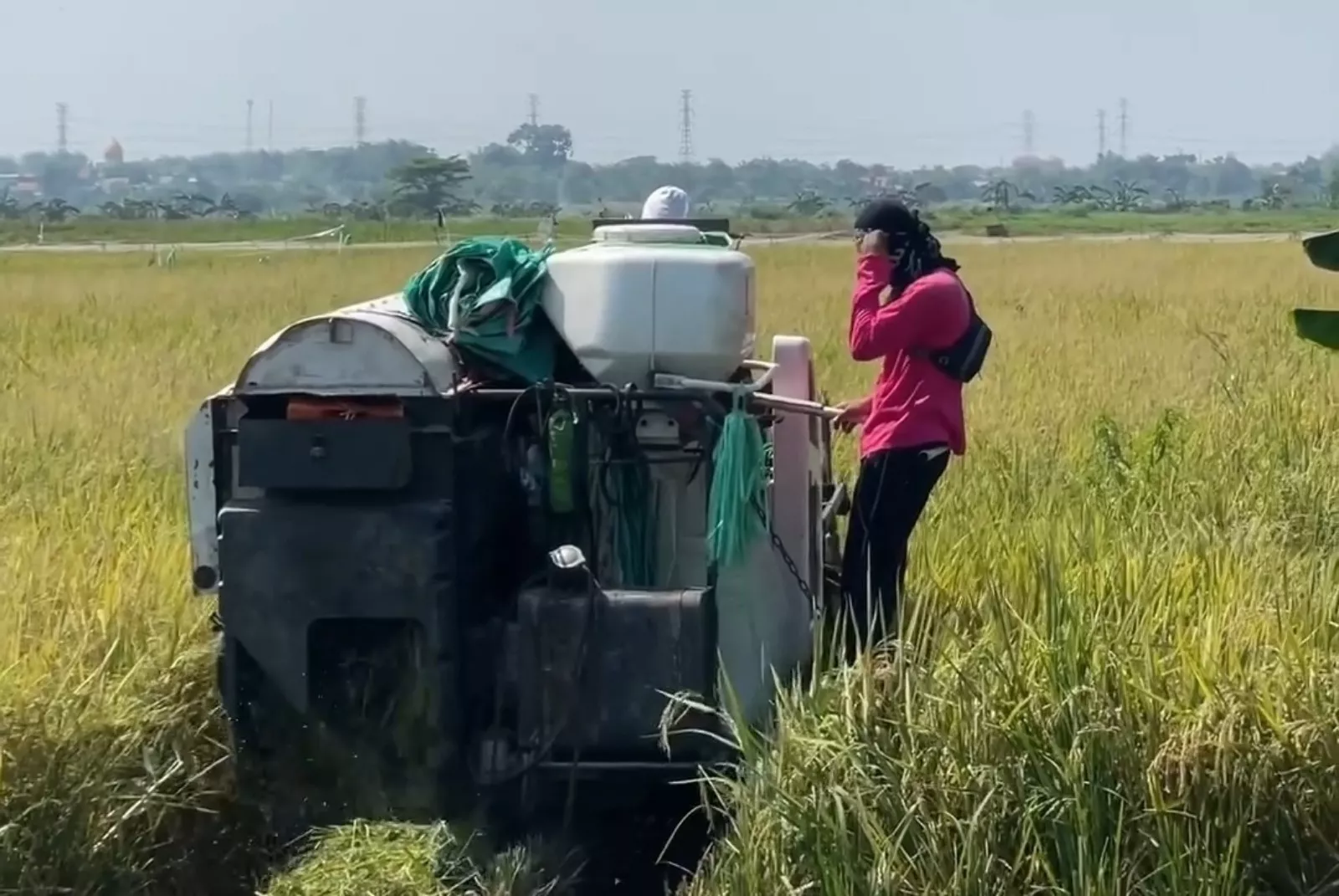 Surabaya Masih Punya Sawah, Kali Ini Panen Padi di BTKD Jeruk Meningkat 10%
