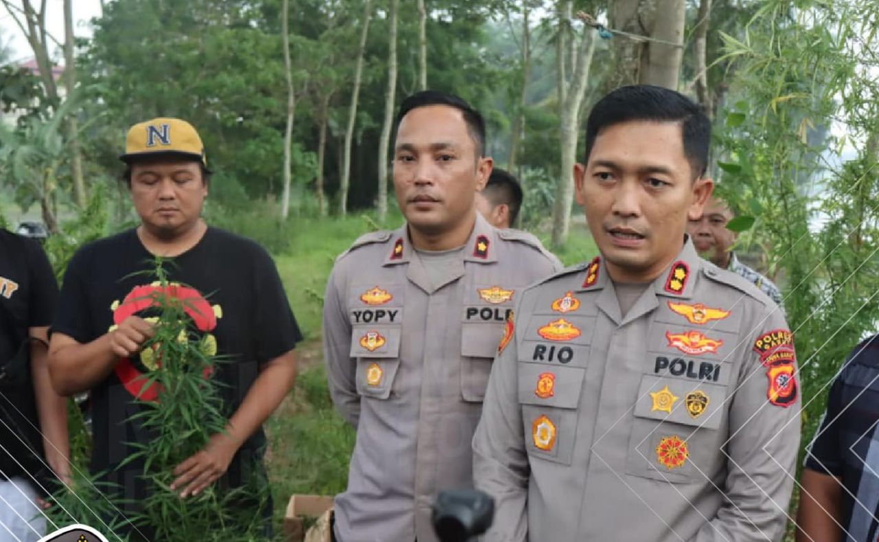 Geger! Warga Kampung Kelepu Garut Tanam 167 Batang Pohon Ganja