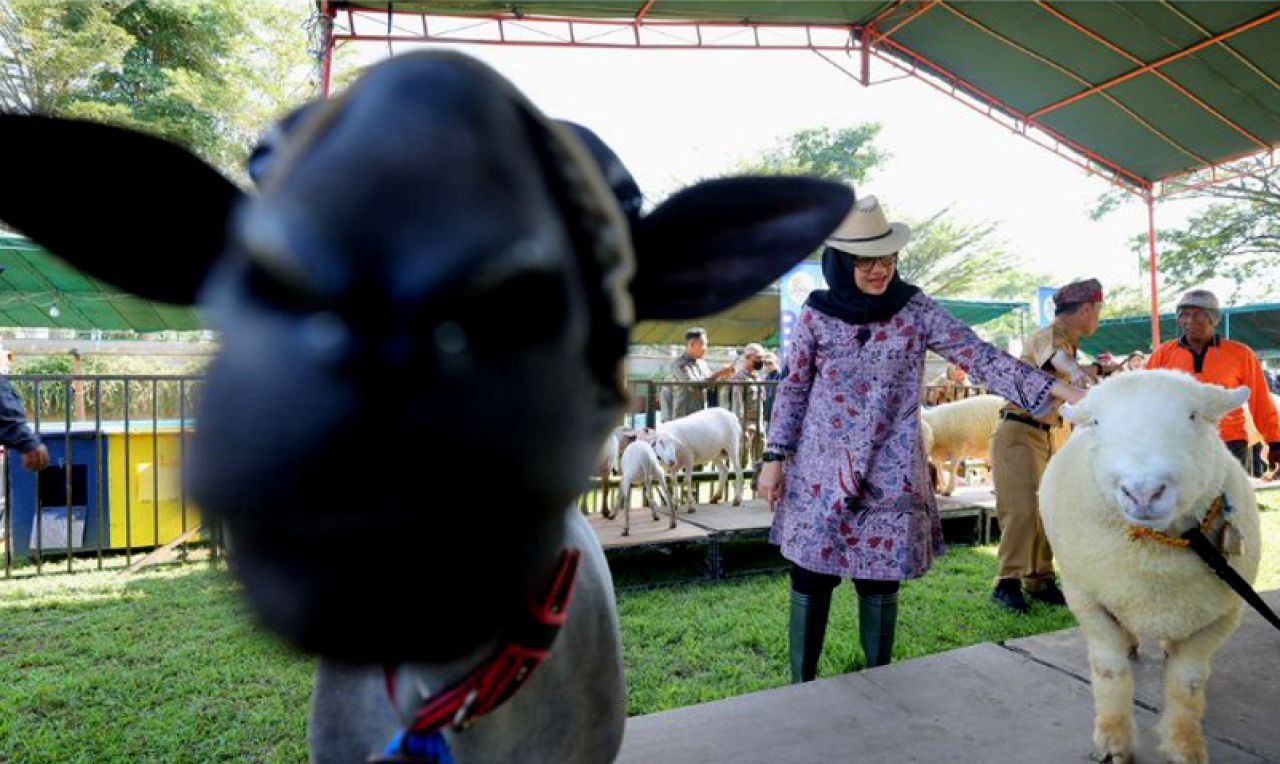 Banyuwangi Livestock Contest 2023, Dorong Peternak Hasilkan Bibit Unggul