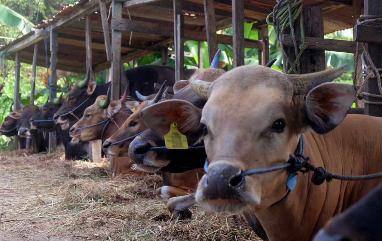 Jelang Iduladha, Kementan Pantau dan Jamin Kesehatan Hewan Kurban