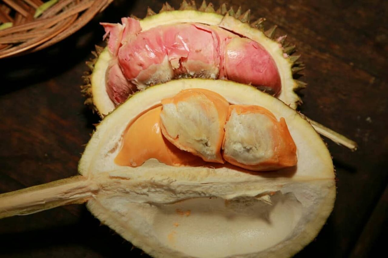 Durian Khas Desa Songgon Banyuwangi