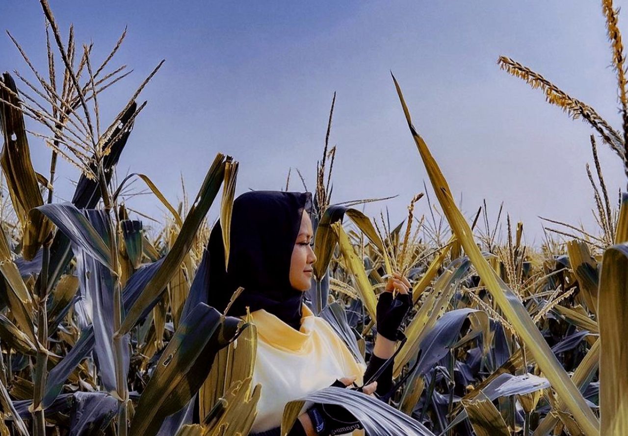 Wali Kota Eri Cahyadi Tanam Pengganti Padi untuk Antisipasi Iklim El Nino