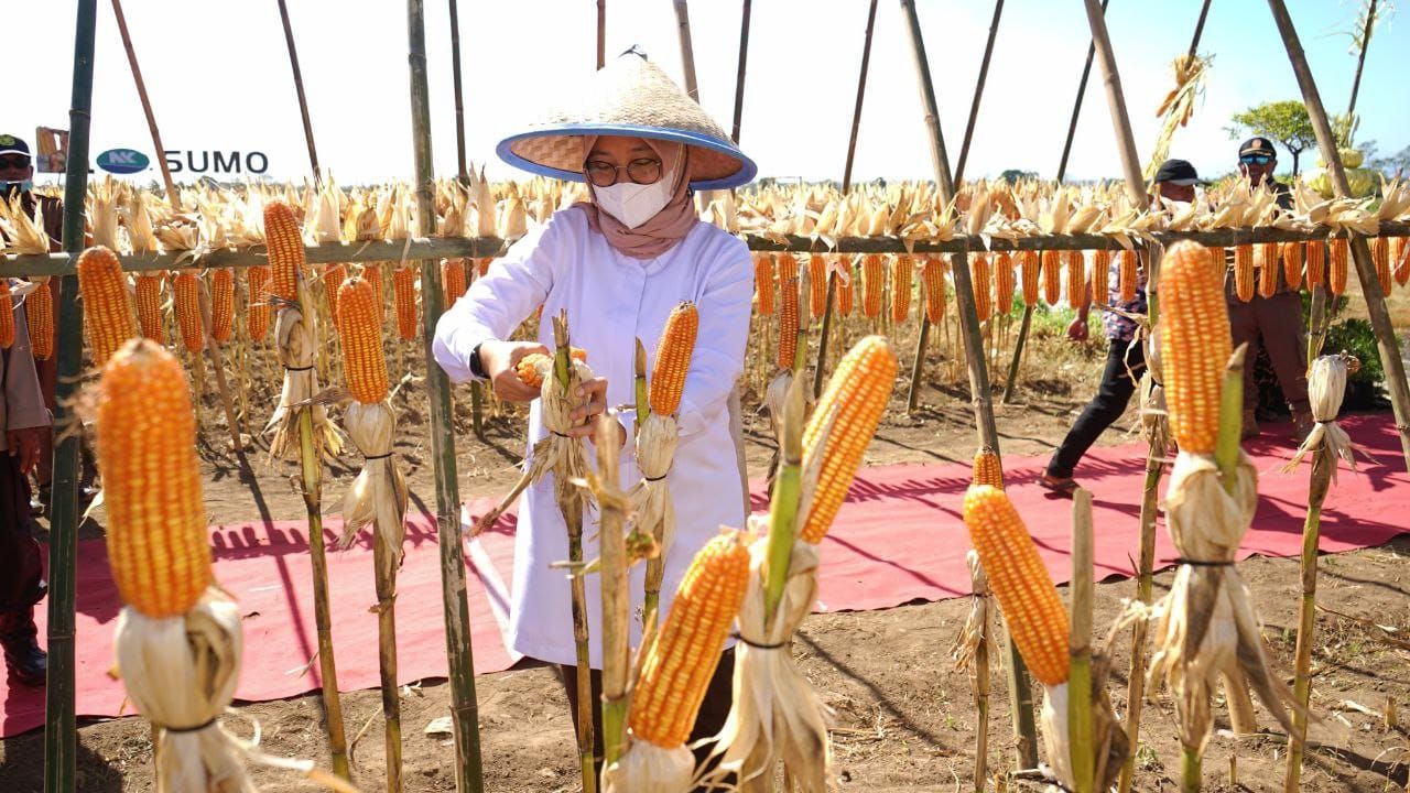 Banyuwangi Jadi Lumbung Jagung Jatim, Menghasilkan 18,9 Persen Dari Kebutuhan