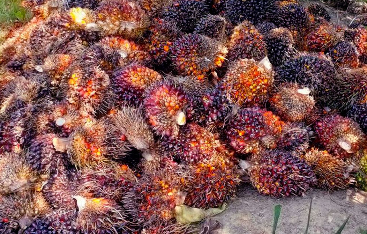 Indonesia Alihkan Ekspor Sawit ke Afrika, Asia Tengah dan Eropa Timur