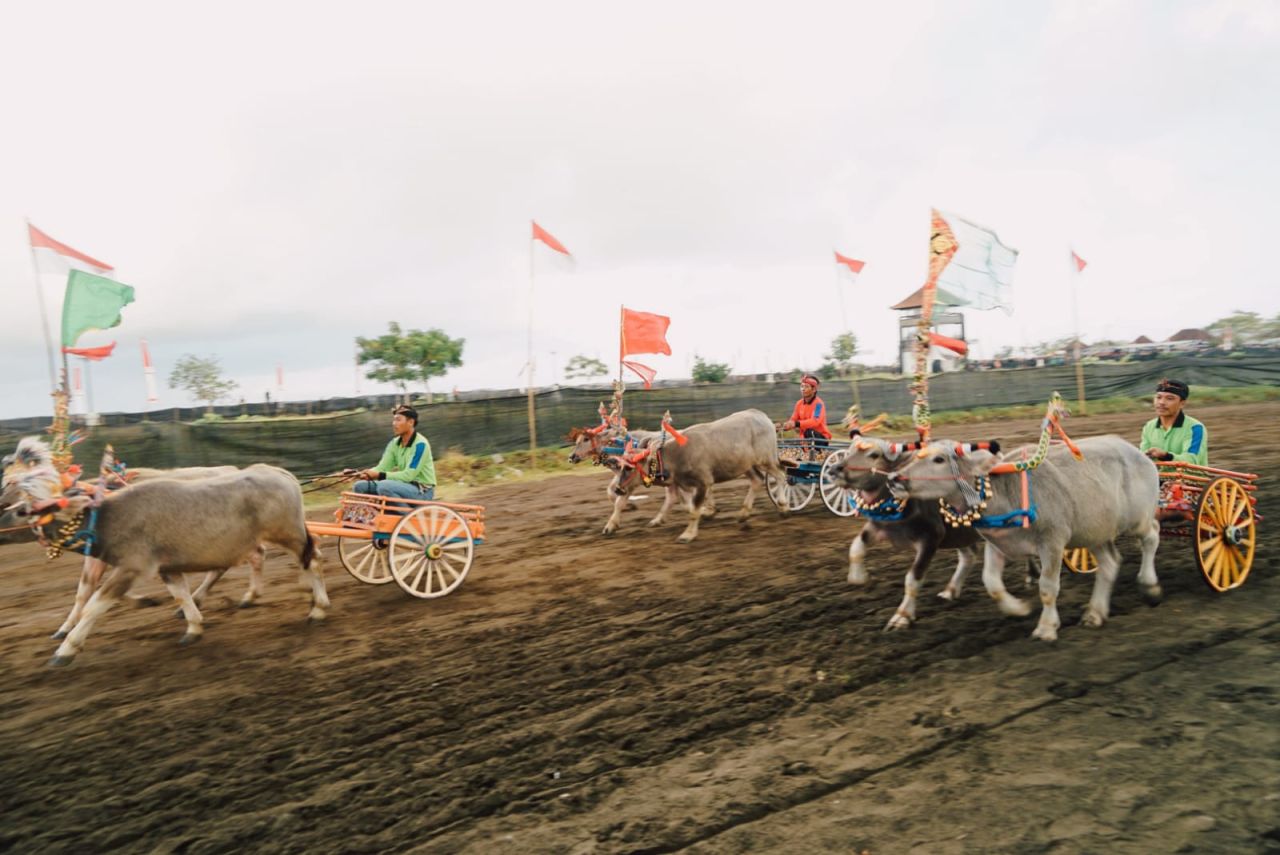 Mekepung Bupati Cup 2023 Pertama Kali Diselenggarakan di Sirkuit All in One