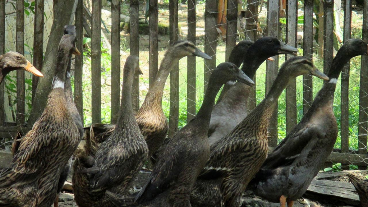 Dinas Peternakan Bangkalan Minta Itik Dabung Ditetapkan Sebagai Hewan Endemik