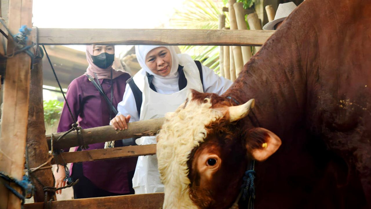 Ilustrasi Foto Blusukan Khofifah ke Kandang Ternak di Lamongan