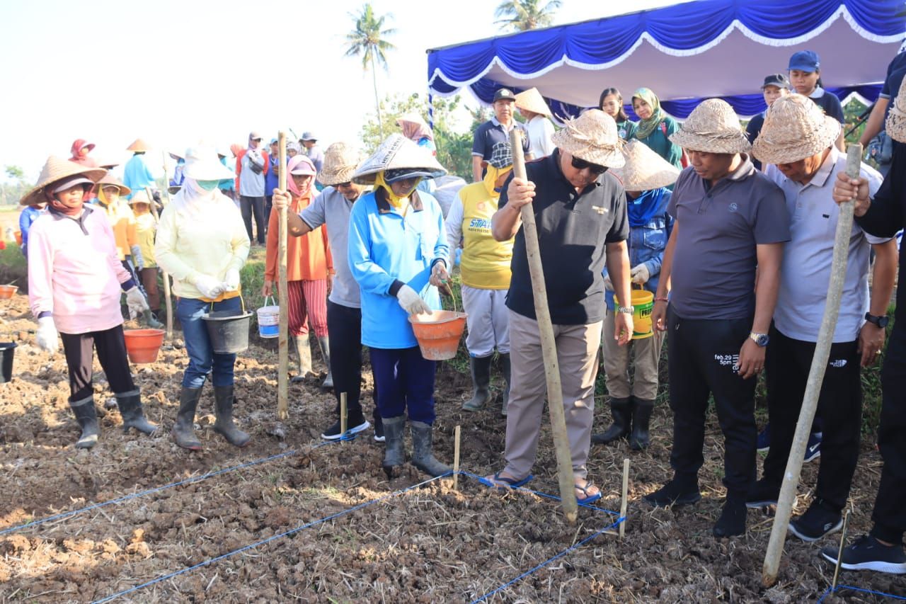 Bupati Jembrana Tanam Perdana Benih Jagung Hibrida