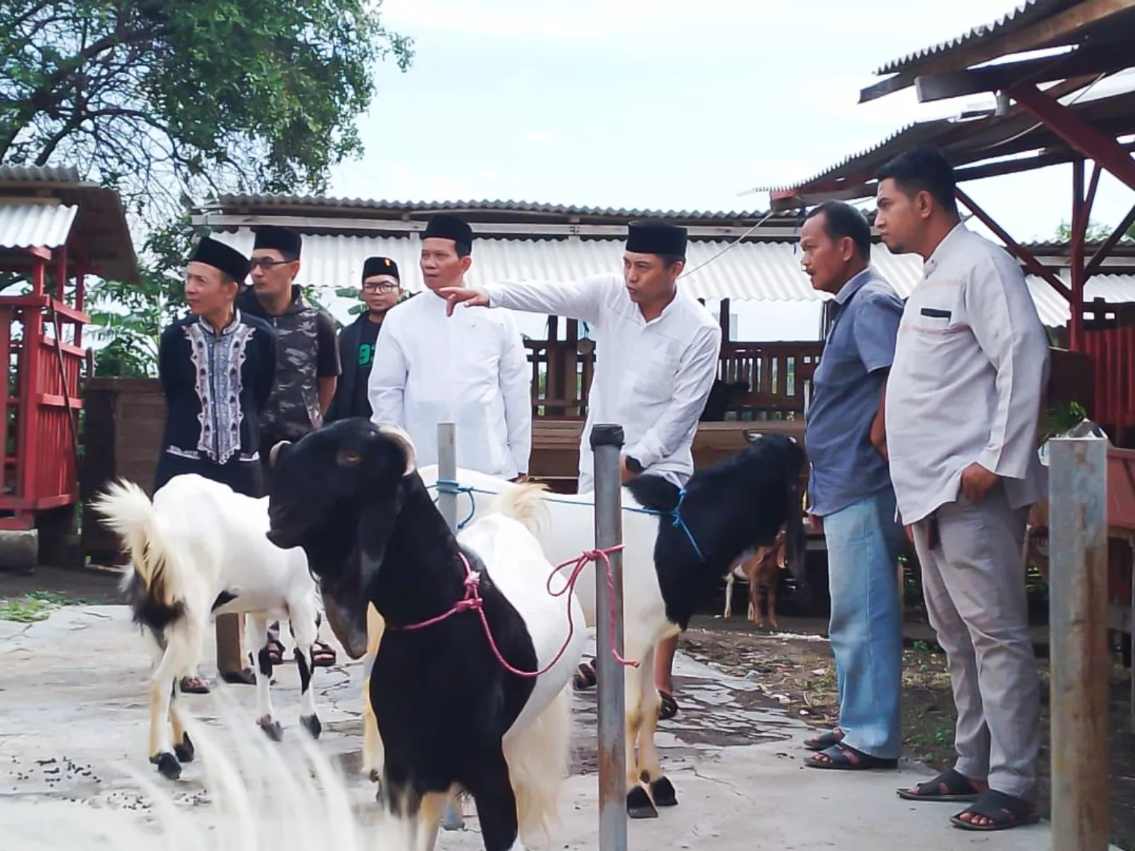 Abdul Ghoni Bantu Pondok Pesantren Aitam Surabaya Kembangkan Wirausaha Kambing