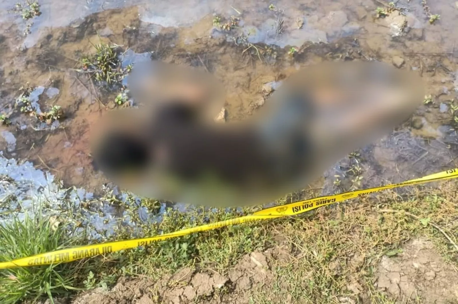 Seorang Pria Ditemukan Tewas di Area Persawahan, Desa Santing, Indramayu