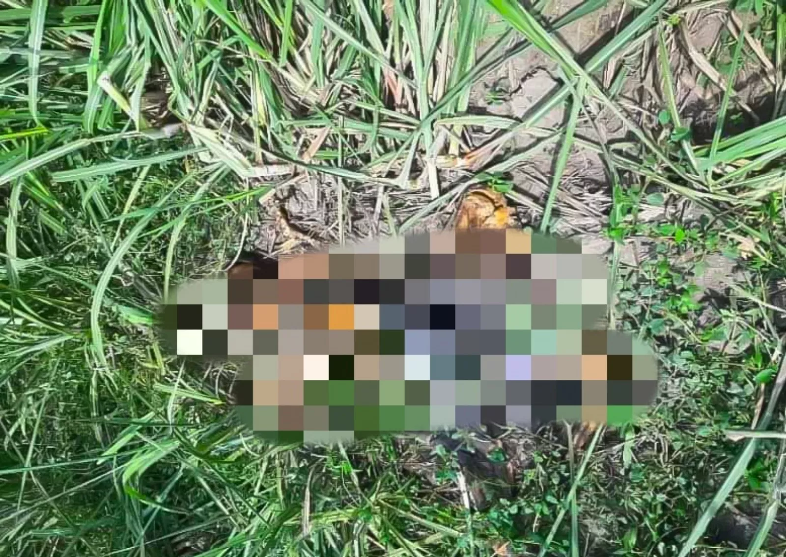 Pria Lansia di Lumajang Ditemukan Tewas Tinggal Tulang di Kebun Tebu