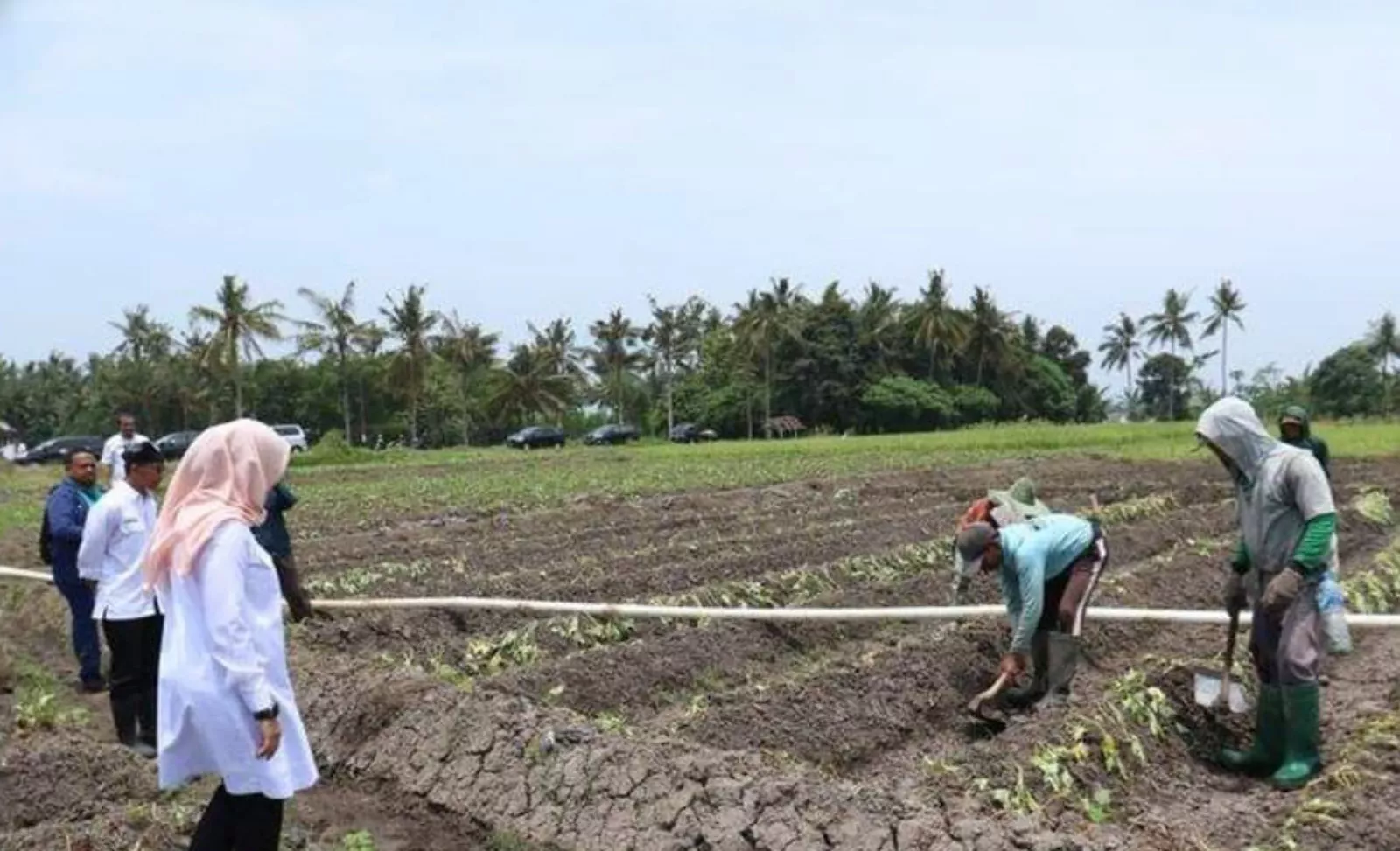 Ipuk Fiestiandani Pakai Jinawi Agar Petani di Banyuwangi Efisien Menggunakan Pupuk