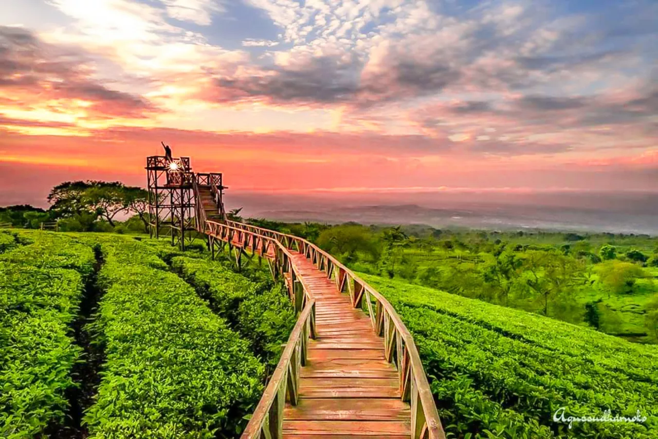 Kebun Teh Wonosari, Destinasi Wisata Alam dengan Jembatan Kayu yang Memukau