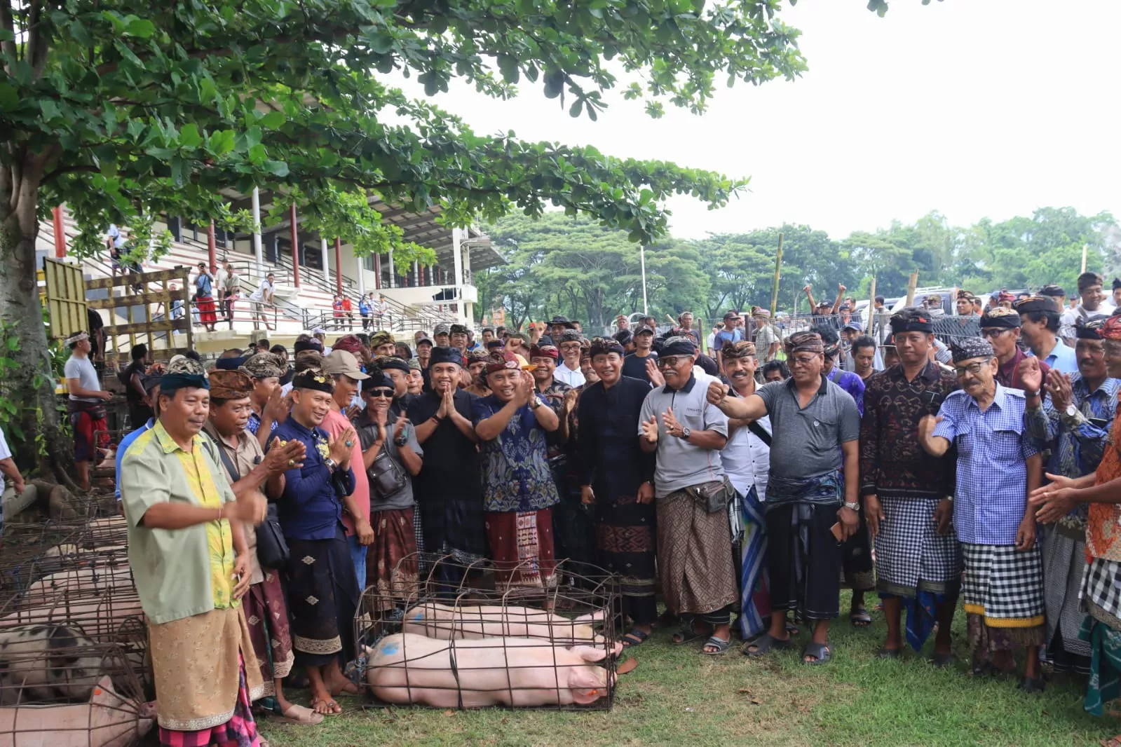 Jelang Nyepi, Bupati Tamba Bagikan 128 Babi dan Beras ke Seluruh Desa Adat se Jembrana