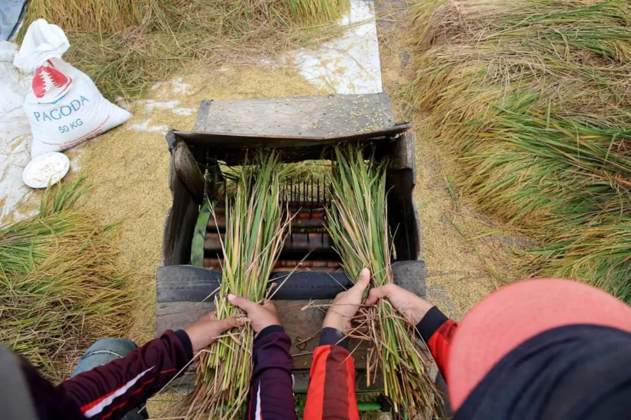Petani Surabaya Panen Raya, Lahan Seluas 0,9 Hektar Menghasilkan 3 Ton Padi