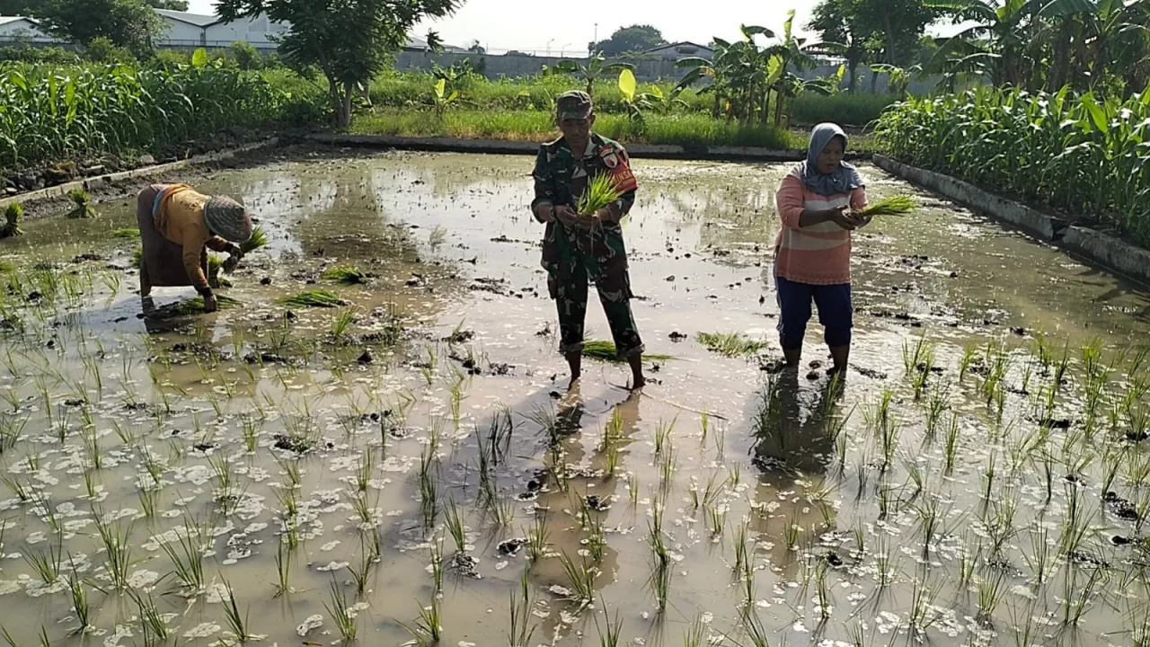 Babinsa Koramil Menganti Dampingi Petani untuk Mempercepat Masa Tanam Padi