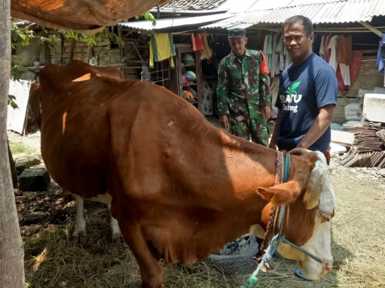 Dampingi Peternak di Desa Golokan, Babinsa Koramil Sidayu Bagi Tips Sukses Beternak Sapi