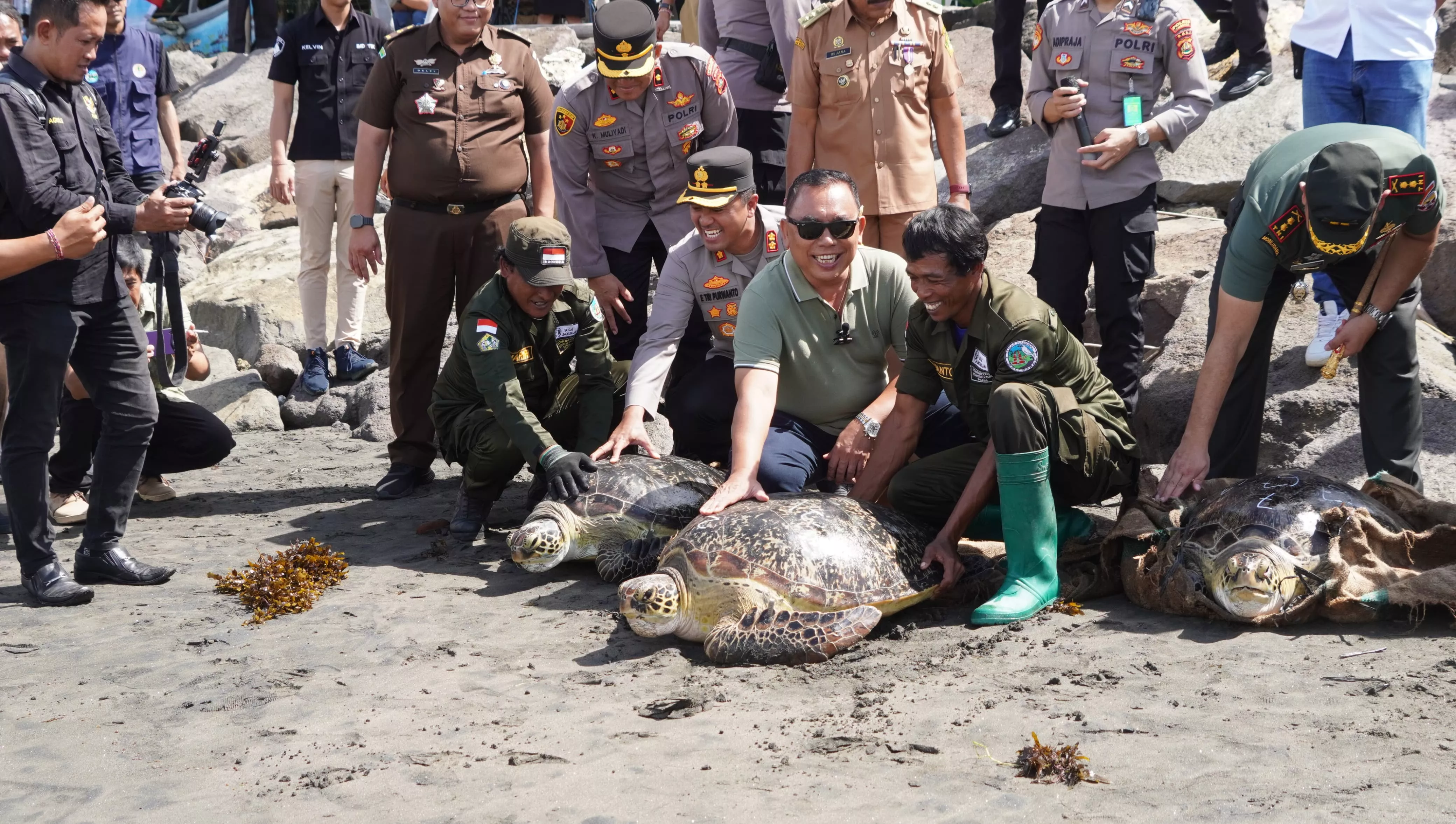Bupati Tamba lepasliarkan belasan penyu hijau hasil tangkapan penyelundupan