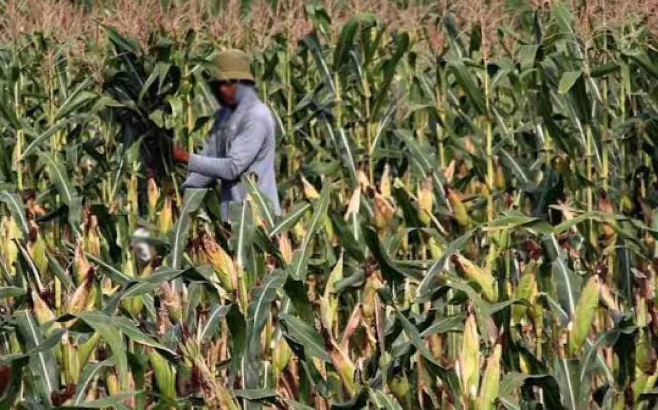 Pupuk yang Tepat Penentu Petani Jagung