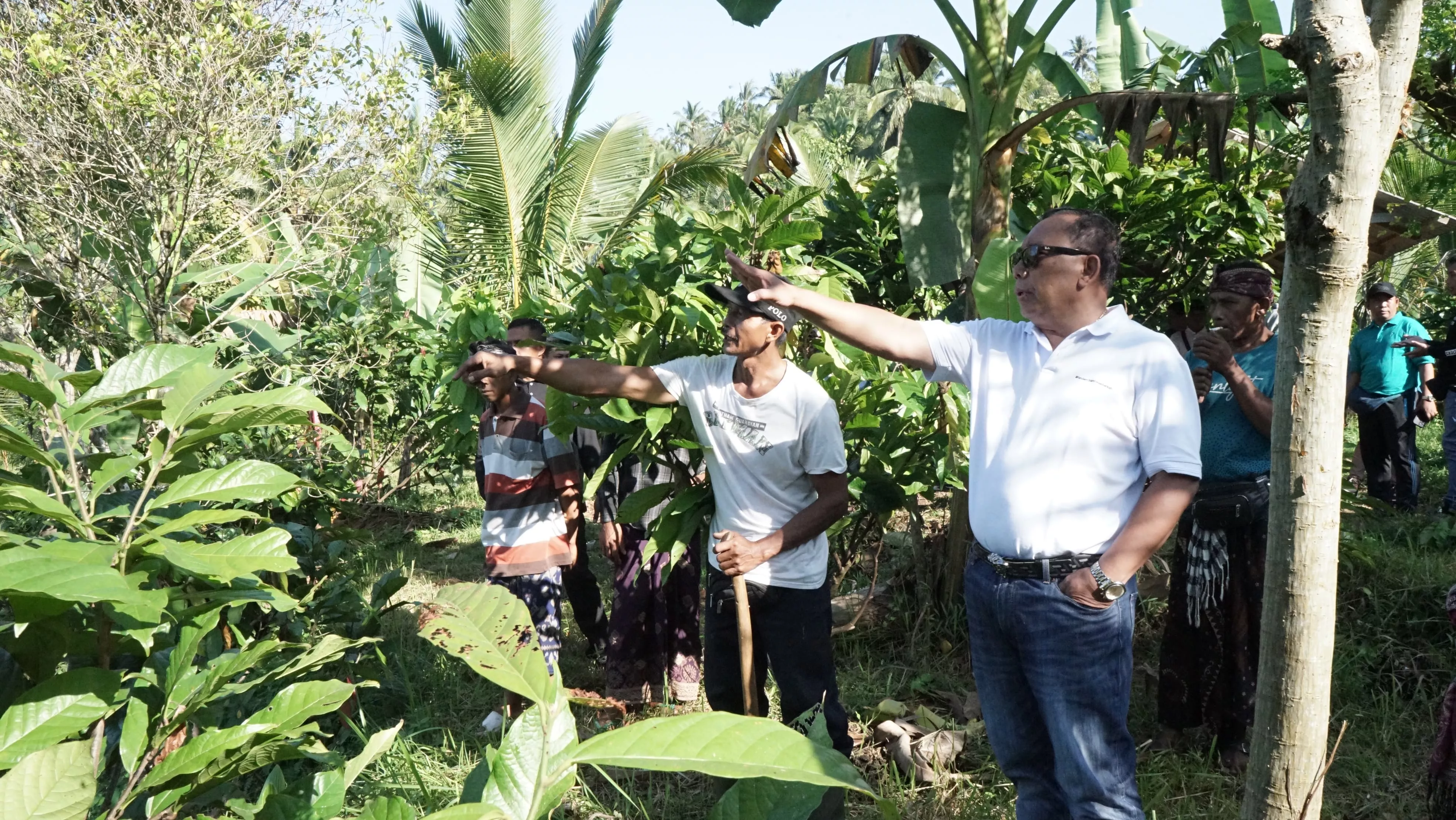 Blusukan ke Kebun, Bupati Tamba Jaga Produktivitas Sektor Hulu Petani Kakao Jembrana