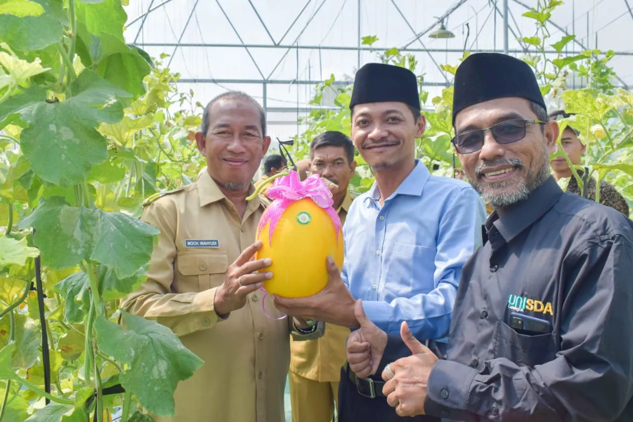 Wujudkan Inovasi Pertanian, Unisda Lamongan Panen Melon Varietas Golden Kinasih