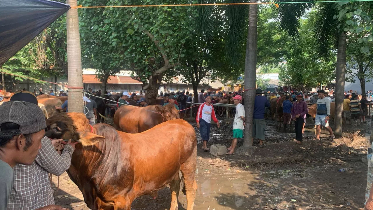 Ketua PPSDS Jawa Timur Ragukan Jumlah Populasi Sapi Jelang Idul Adha