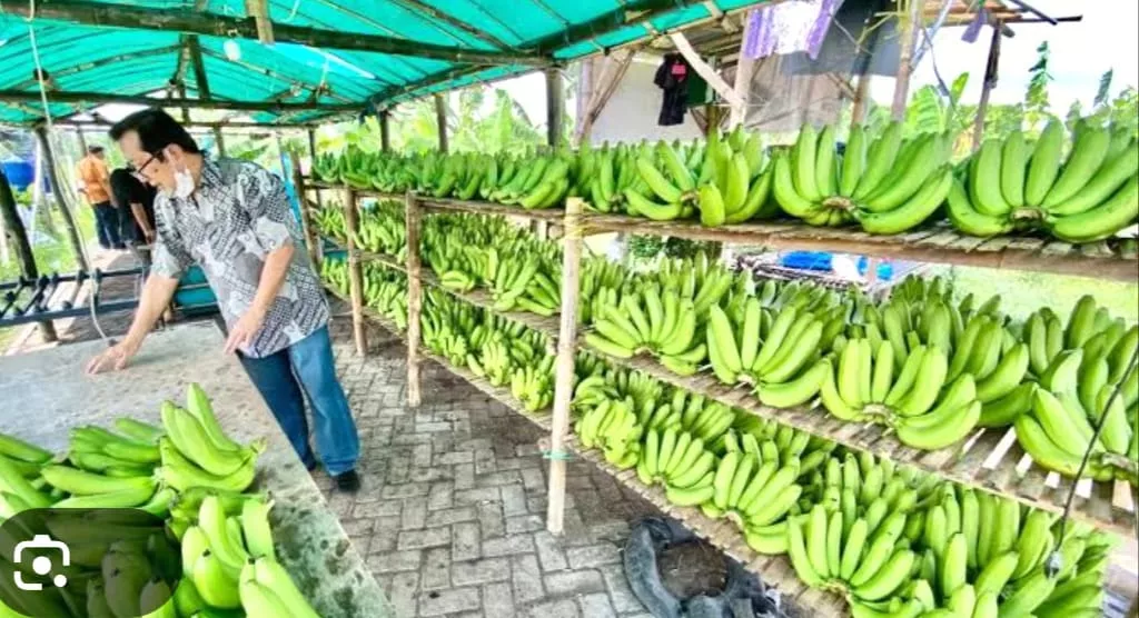 Lezatnya Pisang Cavendis: Kebunnya Ternyata Ada di Bali Juga! Siapa yang tak kenal Pisang Cavendis?