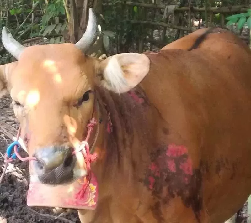 Kebakaran Gudang Pertanian dan Kandang Sapi di Mendoyo, Menyebabkan Kerugian Rp 17 Juta