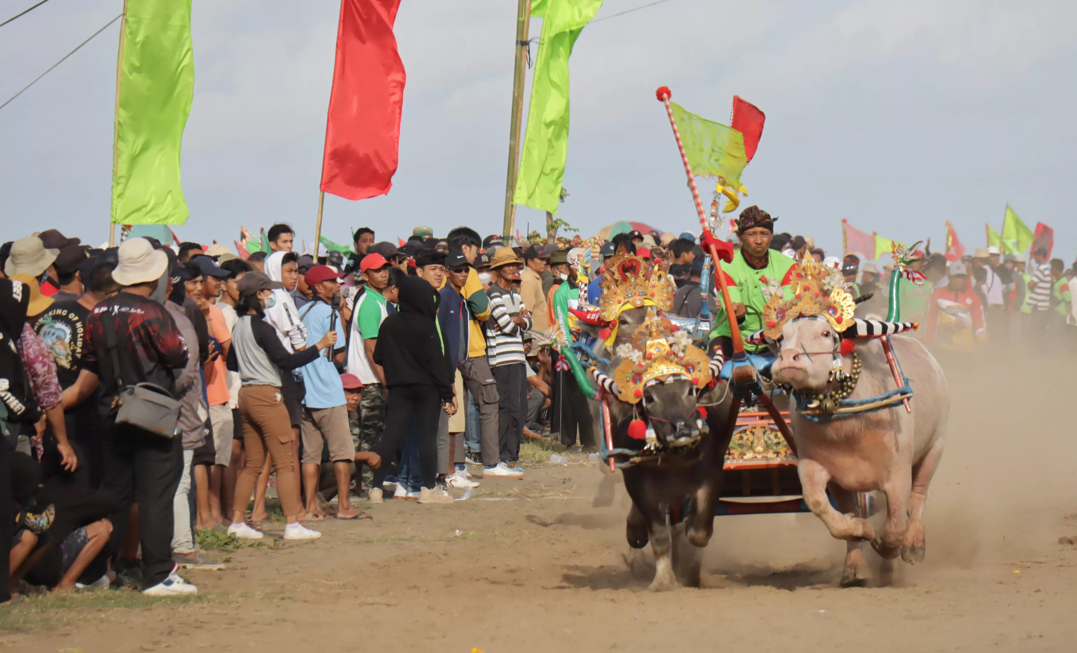 230 pasang kerbau adu cepat di Mekepung Jembrana Cup