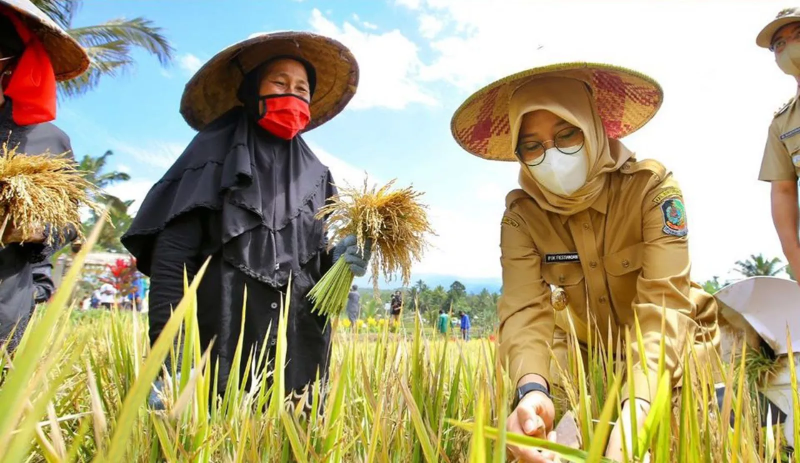Banjiri 18.000 Supermarket se Indonesia, Ipuk Fiestiandani Dorong Ekspansi Beras Organik Banyuwangi
