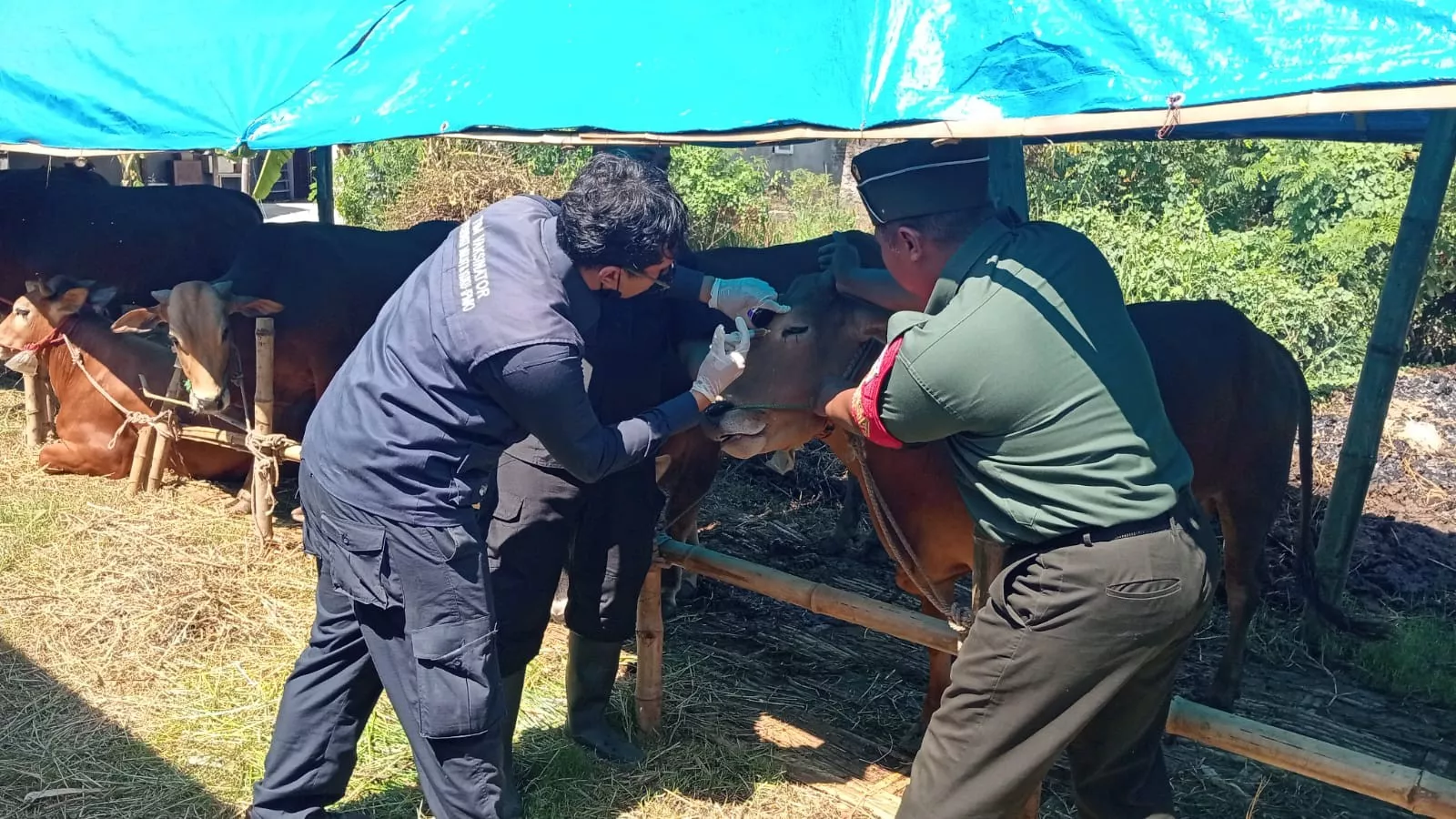 Dinas Pertanian dan Peternakan Sidoarjo Dampingi Pemeriksaan Kesehatan Hewan Qurban