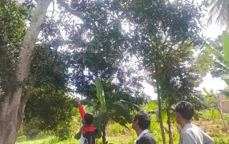 Tragedi di Desa Melaya, Niat Menyelamatkan Keponakan, Paman Tewas Jatuh dari Pohon Mangga
