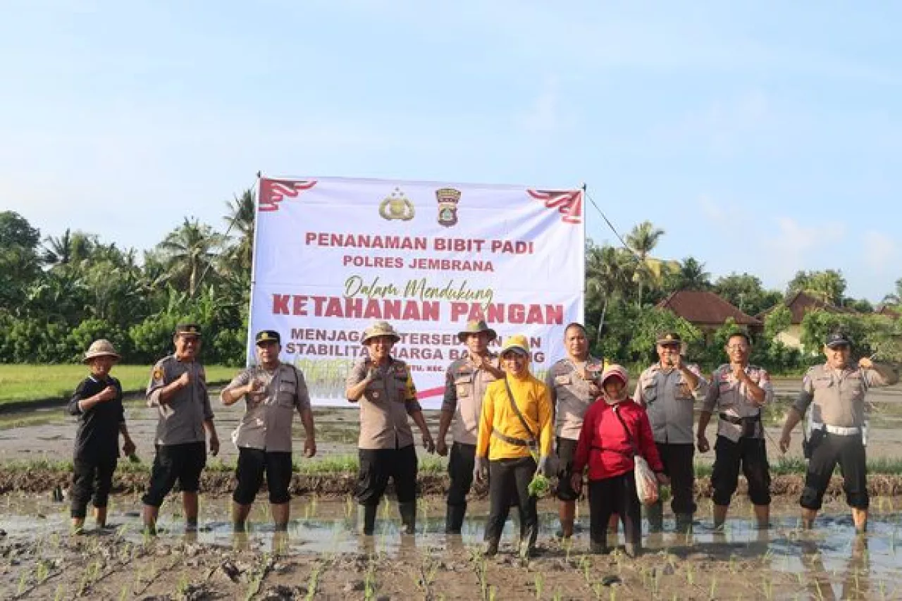 Polres Jembrana Tanam Padi, Wujudkan Dukungan Program Ketahanan Pangan 100 Hari Kerja Presiden RI