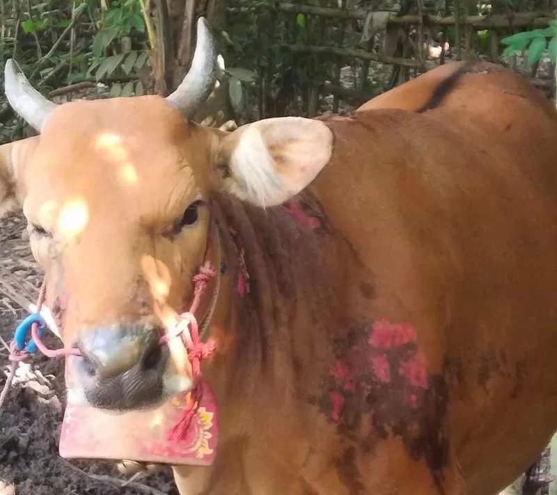 TERSELAMATKAN : Sapi menderita luka bakar tubuhnya usai kejadian kebakaran gudang dan kandang . (foto:Polsek Mendoyo/Jembrana)