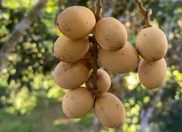 Ini 7 Alasan Kengapa Buah-buahan Lebih Bagus Dikonsumsi Sebelum Makan