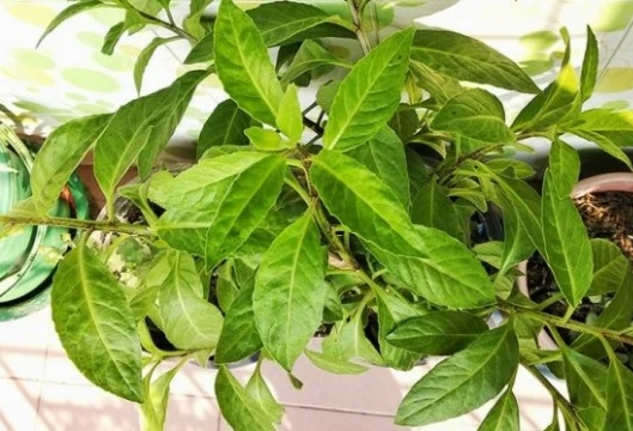 foto daun sambung nyawa