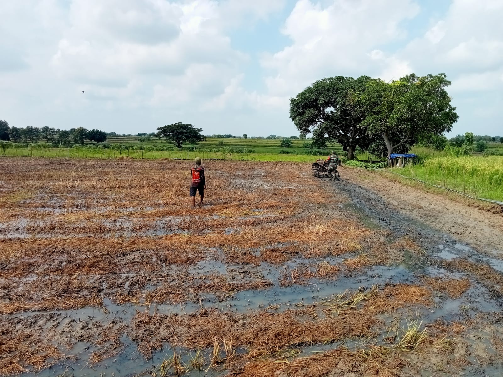 Dukung Peningkatan Produksi Pertanian, Serda Saifuddin Bantu Petani Bajak Sawah