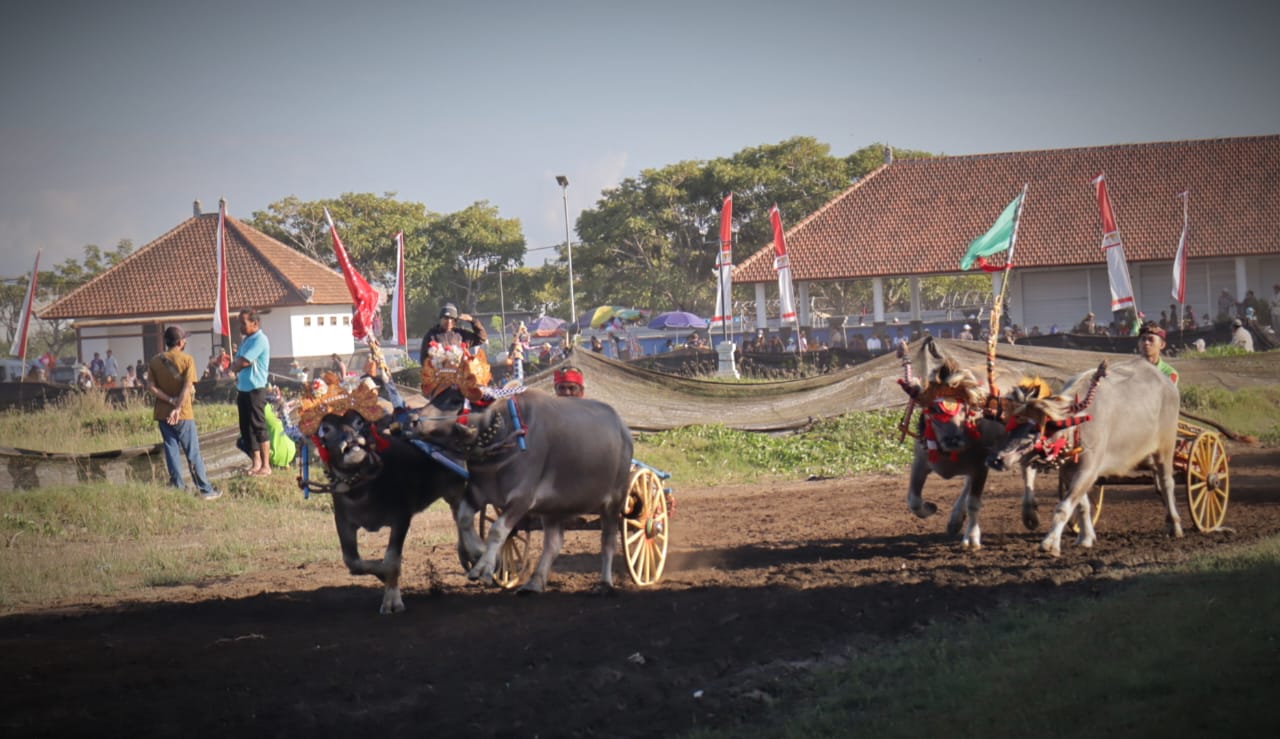 Berlangsung di Sirkuit All in One, Makepung Bupati Cup 2024 Diikuti Ratusan Pasang Kerbau