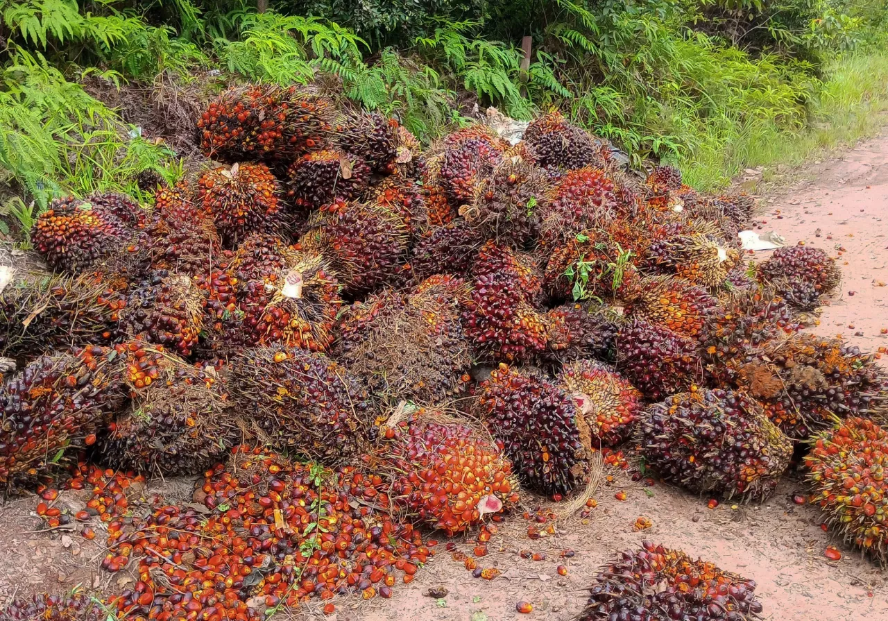 Pasar Sawit Tertekan Mengikuti Tren Pelemahan Global, CPO di KPBN Turun 0,42%