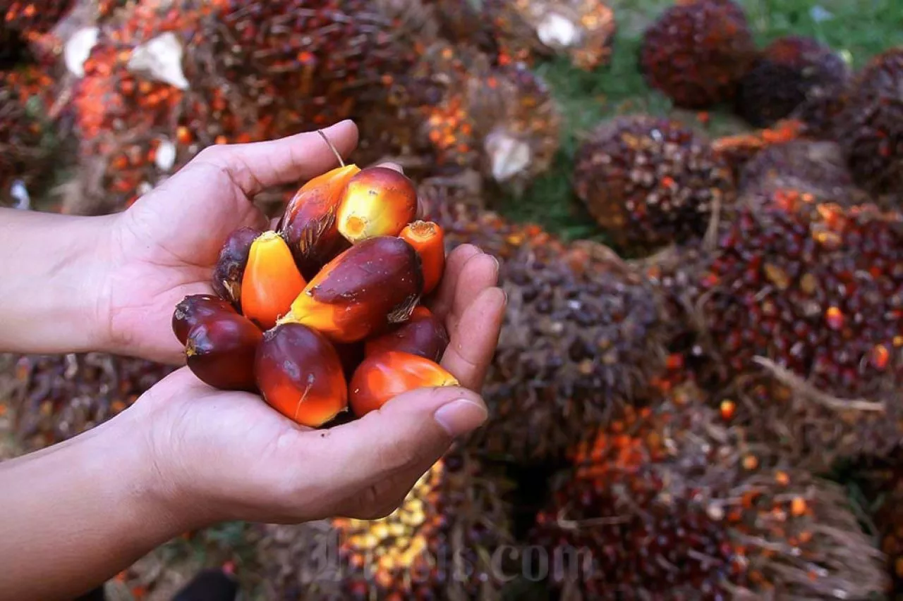 Minyak Sawit Punya Kandungan Antioksidan Alami dan Perlindungan dari Kanker