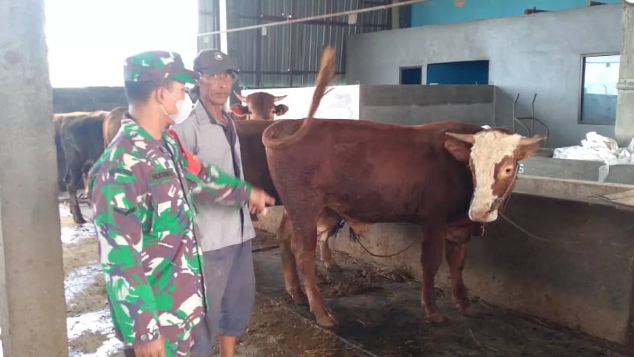 Babinsa Koramil Duduksampeyan Pantau Kesehatan Ternak di Gresik