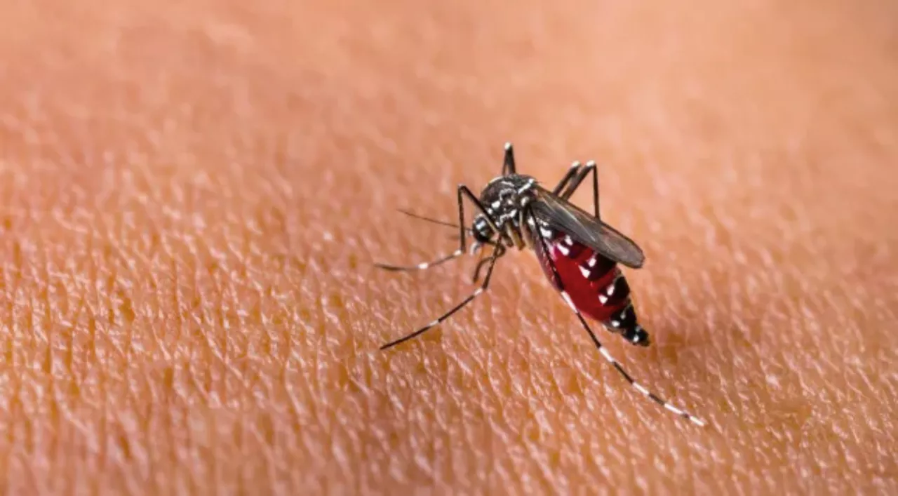 Kasus DBD di Indonesia Capai 82 Ribu, Kemenkes Ingatkan Waspada Dengue Sepanjang Tahun