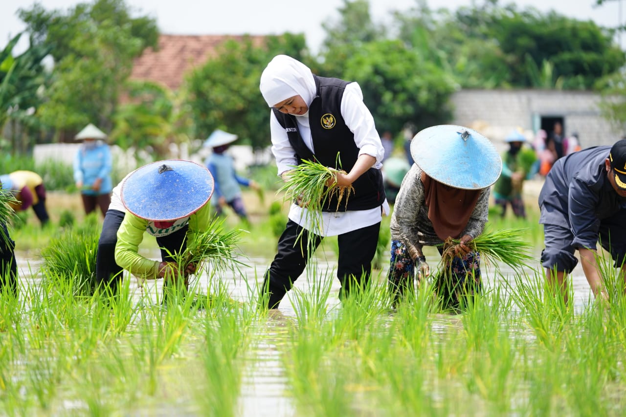 Strategi Gubernur Khofifah: Meningkatkan Produktivitas Padi Jawa Timur