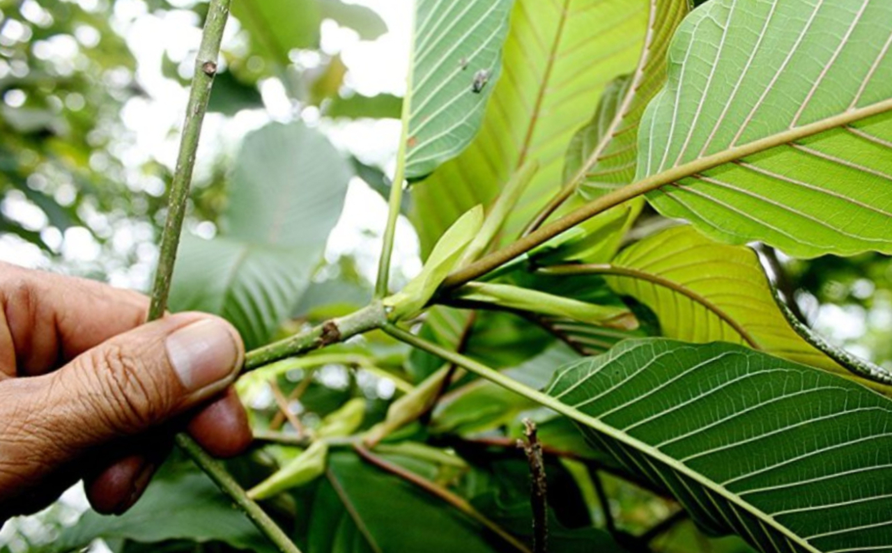 Manfaat Kratom pada Kesehatan Dorong Hilirisasi, Ekspor Melesat Tajam