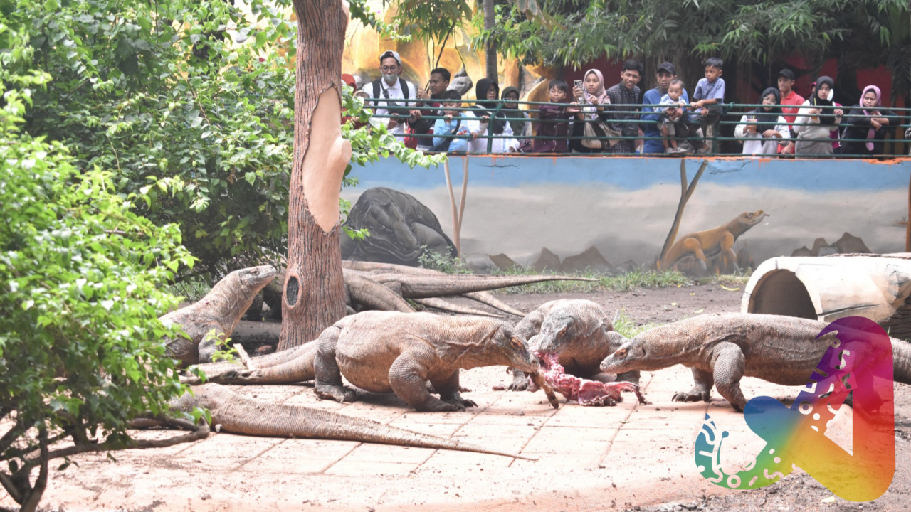 Keseruan warga melihat dari pinggir Kandang Komodo