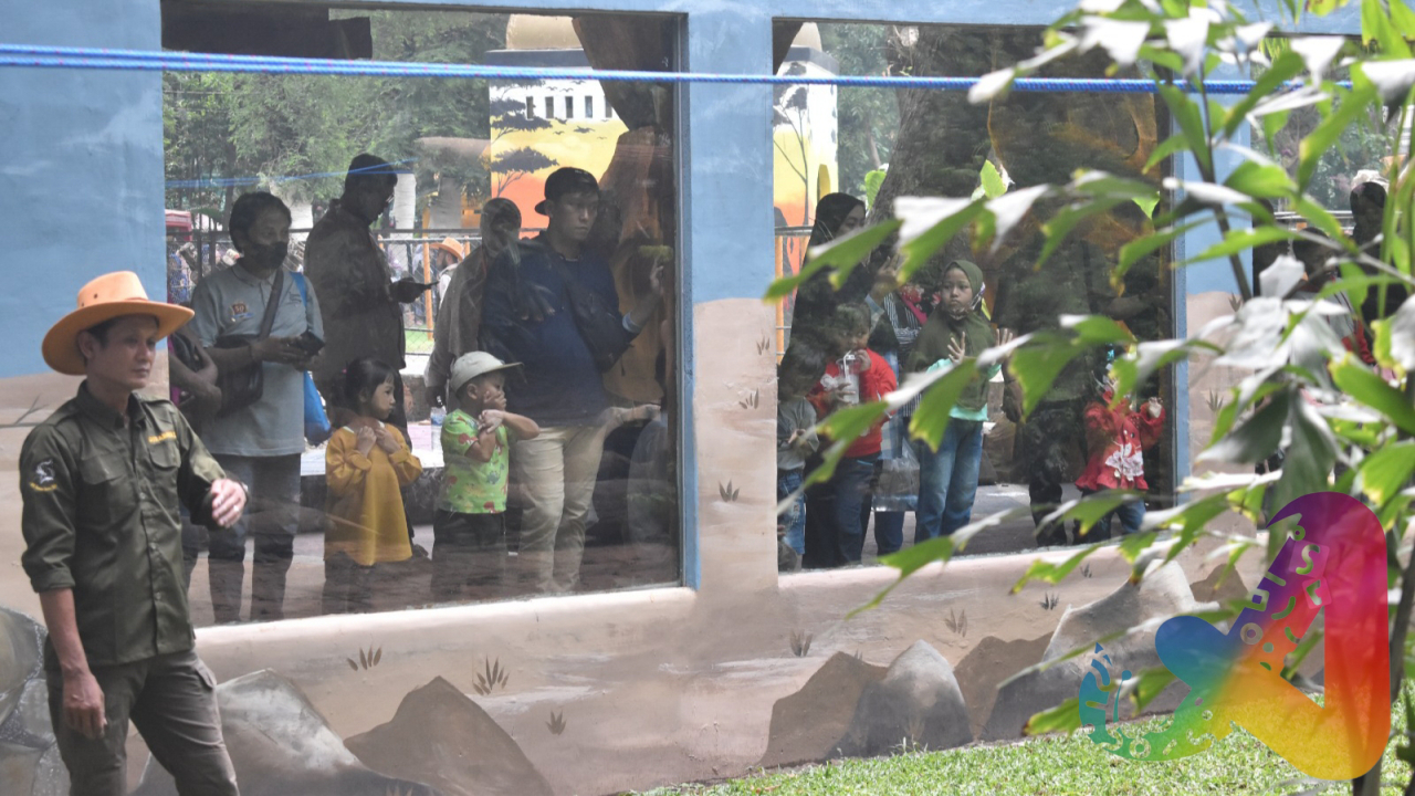 Aksi keeper komodo Kebun Binatang Surabaya